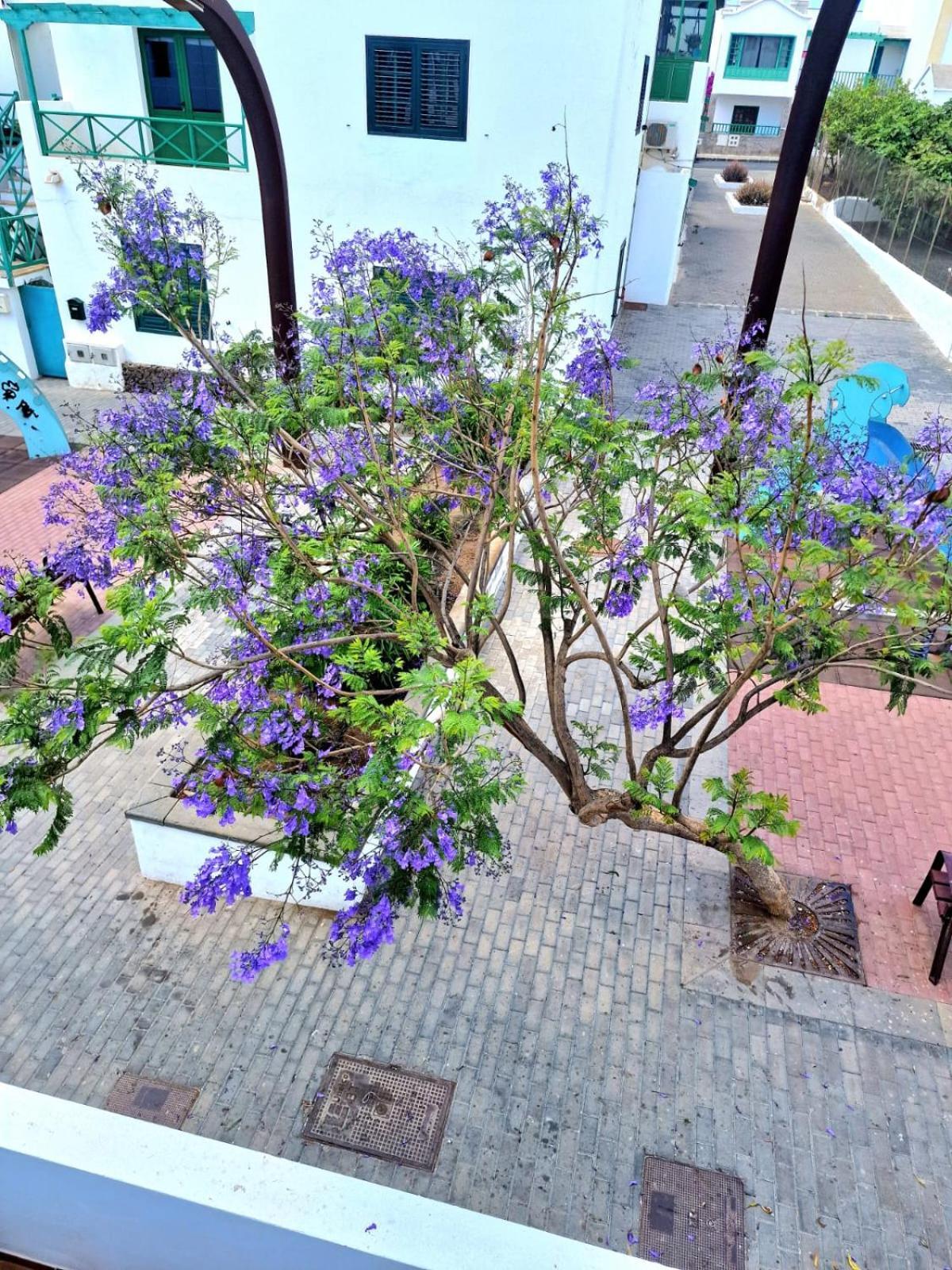 Apartamento Margarita Playa Blanca  Luaran gambar